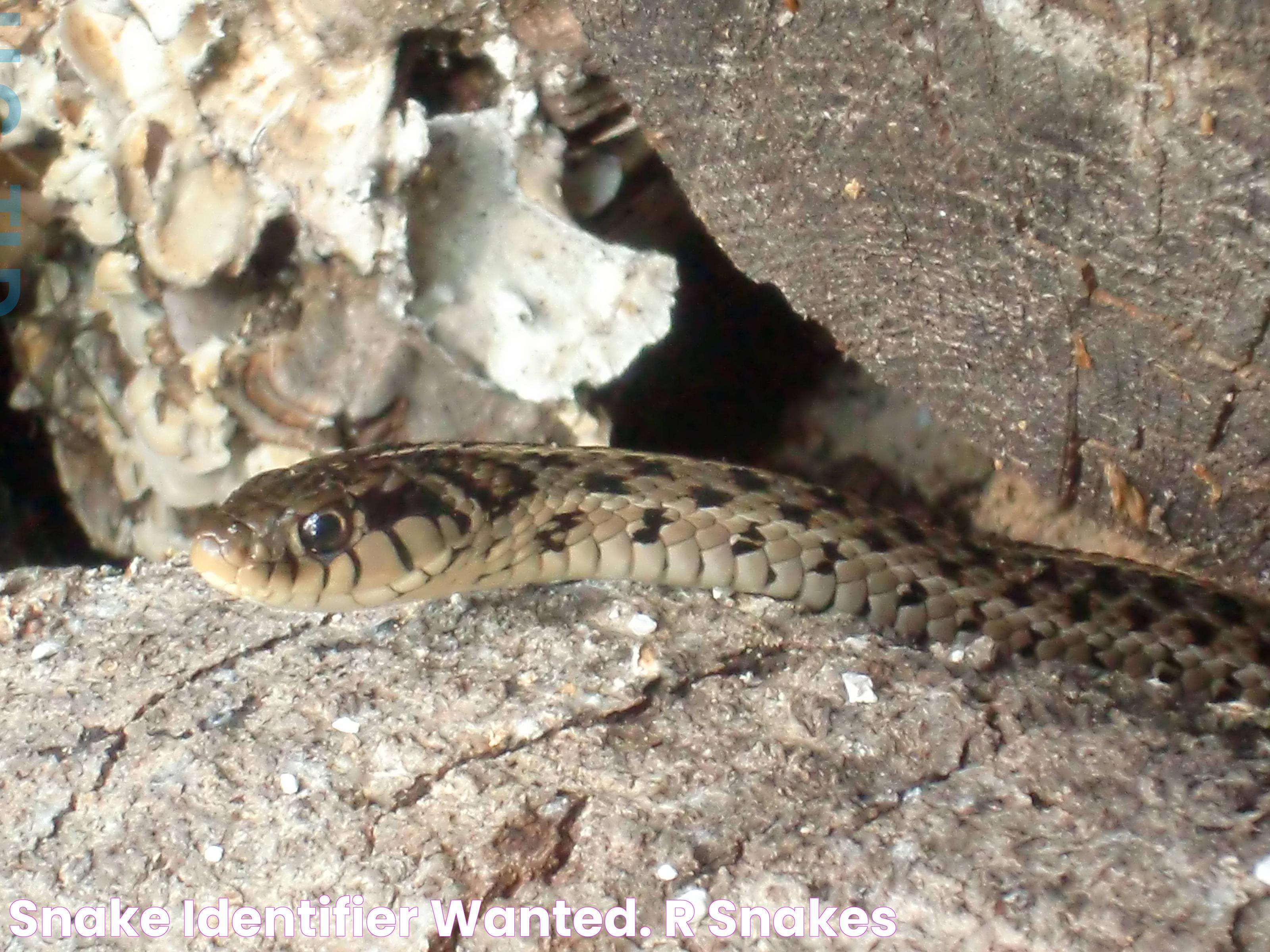 Ultimate Guide To Snake Identifier: Identifying Snakes With Confidence